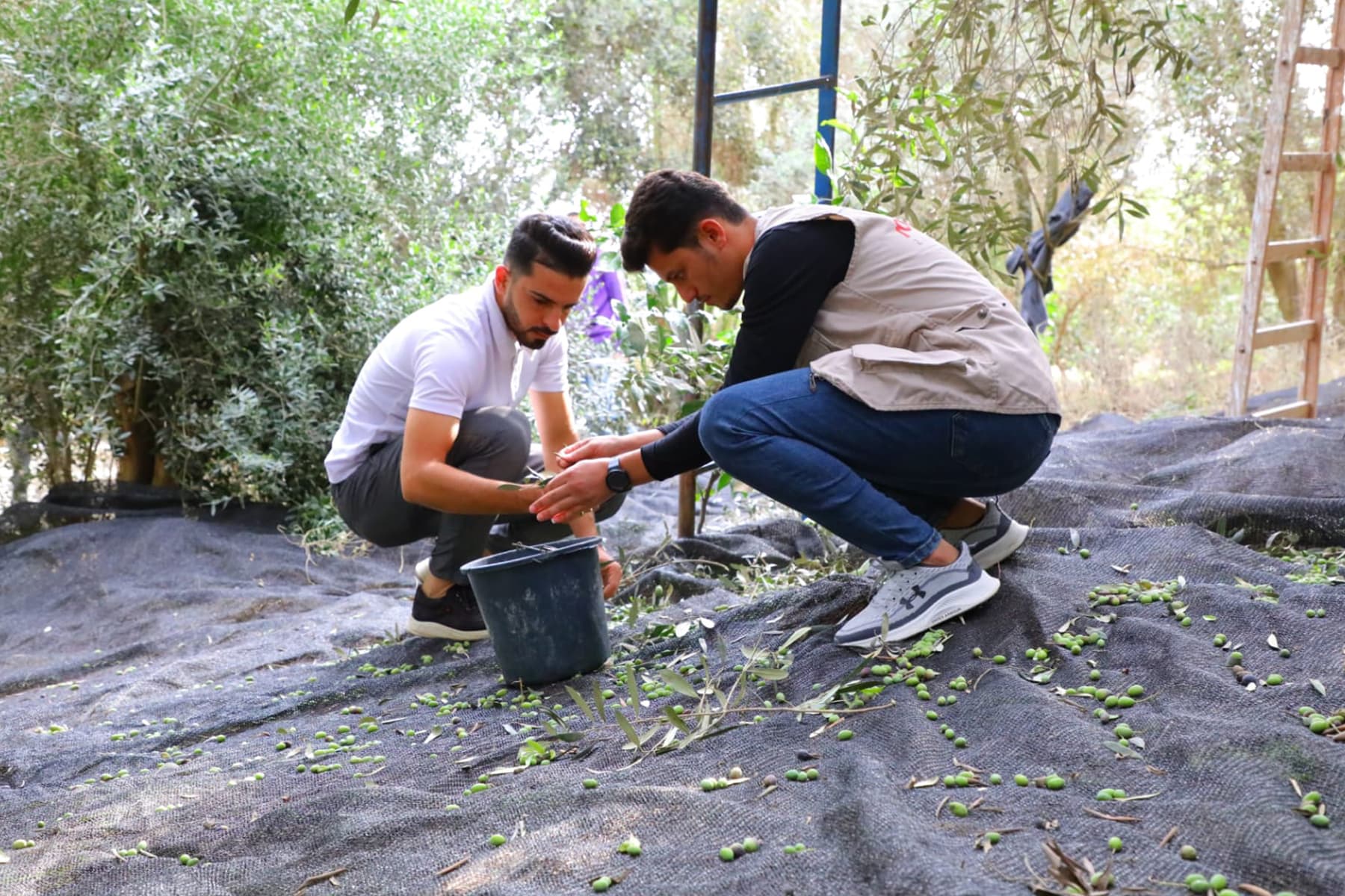 Two Palestinian youth gather olives from the floor of an orchid and place them into a black bucket.